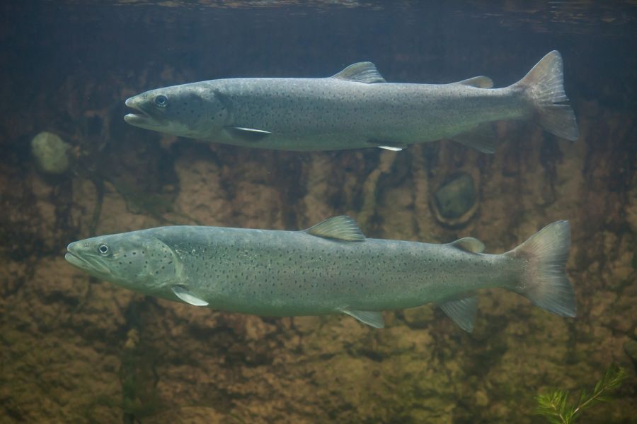 Zwei Huchen (Hucho hucho) oder Donaulachse. (Foto: iStock/wrangel)