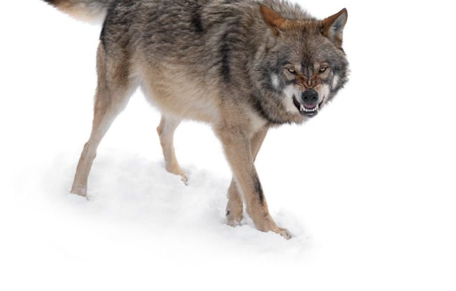 Wer möchte schon gerne einem solchen Raubtier, wie diesem Wolf, Auge in Auge gegenüberstehen? (Symbolbild: iStock/bazilfoto)
