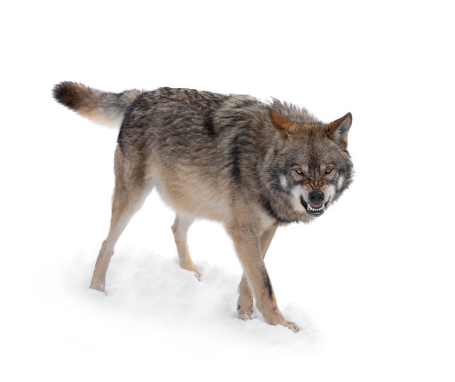 Wer möchte schon gerne einem solchen Raubtier, wie diesem Wolf, Auge in Auge gegenüberstehen? (Symbolbild: iStock/bazilfoto)