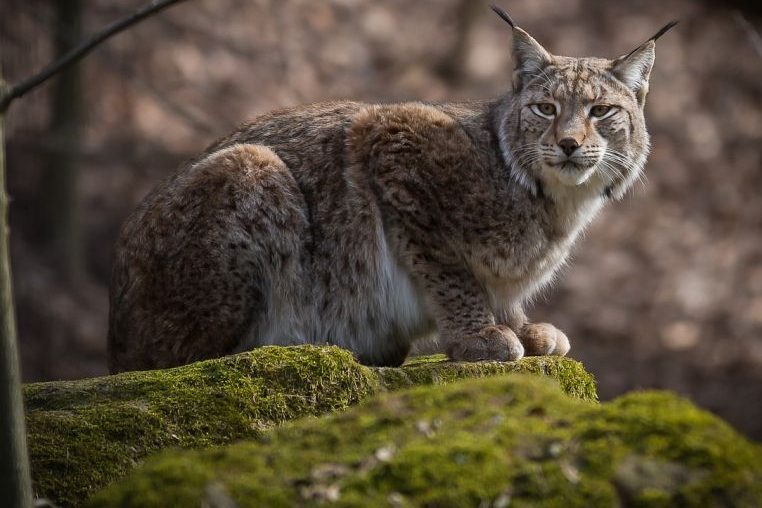 Ein Luchs auf einem Felsen liegend. (Symbolbild: R_Winkelmann)