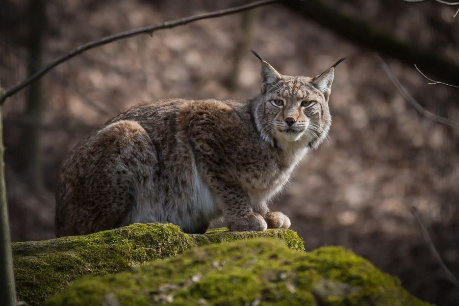 Ein Luchs auf einem Felsen liegend. (Symbolbild: R_Winkelmann)