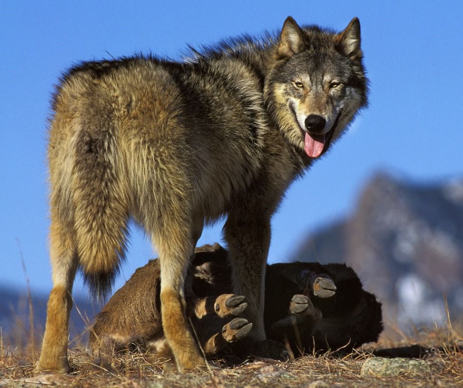 Ein Wolf mit seiner Beute. (Symbolbild: slowmotiongli)