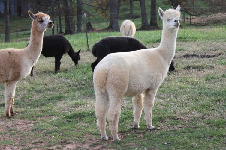 Alpakas auf einer Weide. (Symbolbild: Alpacasocks22)