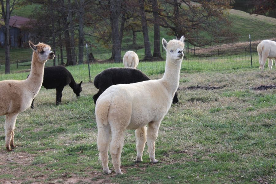 Alpakas auf einer Weide. (Symbolbild: Alpacasocks22)