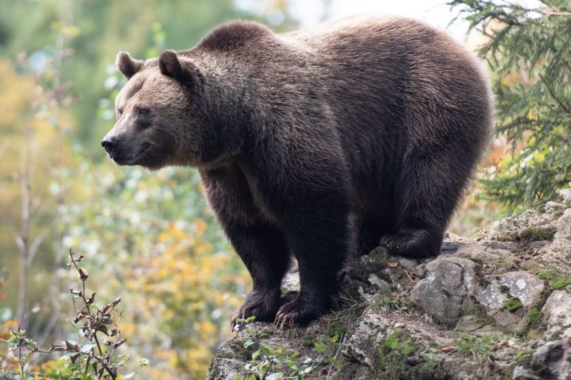 Ein Braunbär auf einem Felsen in einem Wald. (Symbolbild: Eszter Miller)