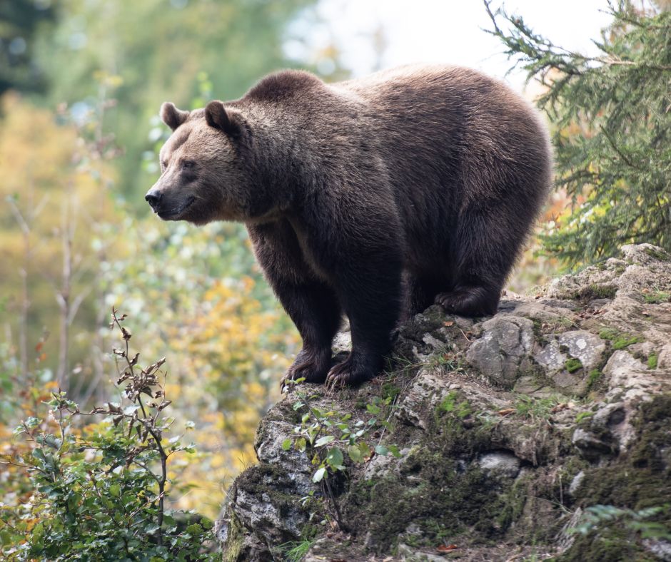 Ein Braunbär auf einem Felsen in einem Wald. (Symbolbild: Eszter Miller)