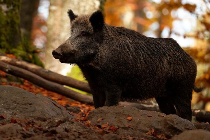 Ein Wildschwein in einem Wald. (Symbolbild: Toxal)