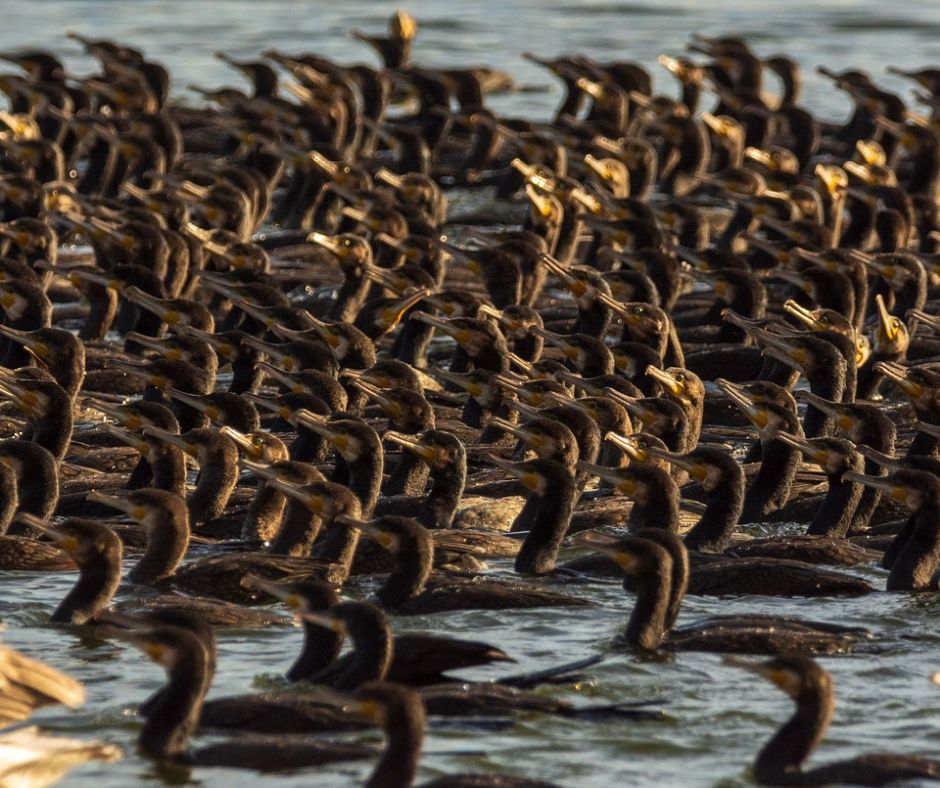 Viele Kormorane, die auf dem Meer schwimmen. (Symbolbild: John_Nature_Photos)