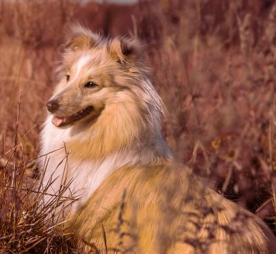 Ein liegender Collie. (Symbolbild: salofoto)