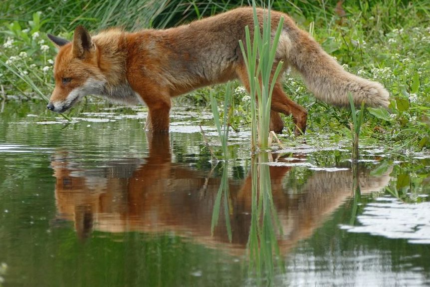Ein Fuchs an einem Gewässer. (Symbolbild: Yvette van den Berg)