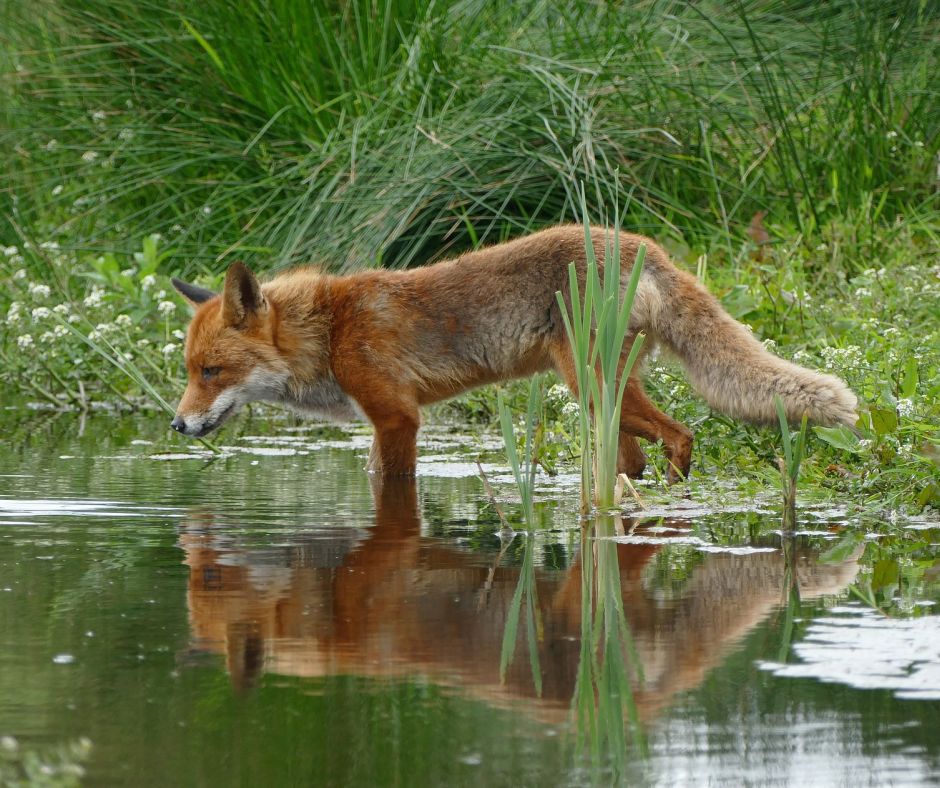 Ein Fuchs an einem Gewässer. (Symbolbild: Yvette van den Berg)