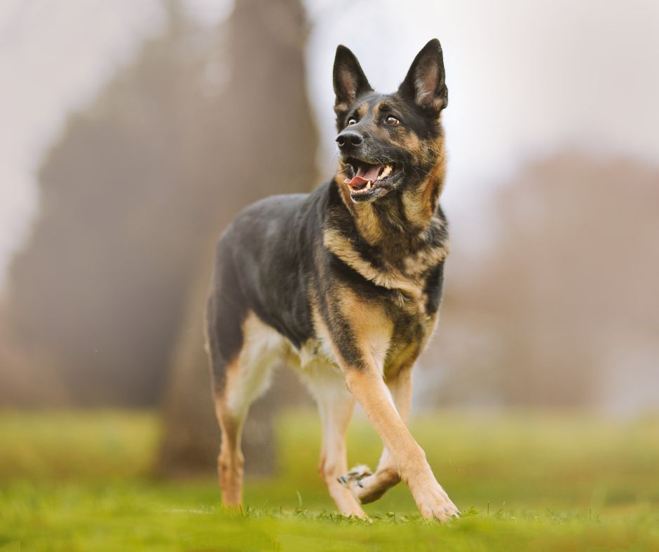 Ein Junger Schäferhund. (Symbolbild: Spike Summers)