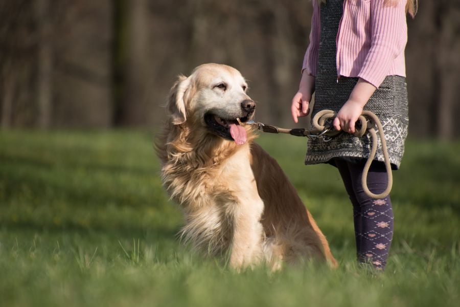 Früh übt sich: Ein kleines Mädchen mit einem Golden Retriever an der Leine. (Symbolbild: Rebecca Scholz)