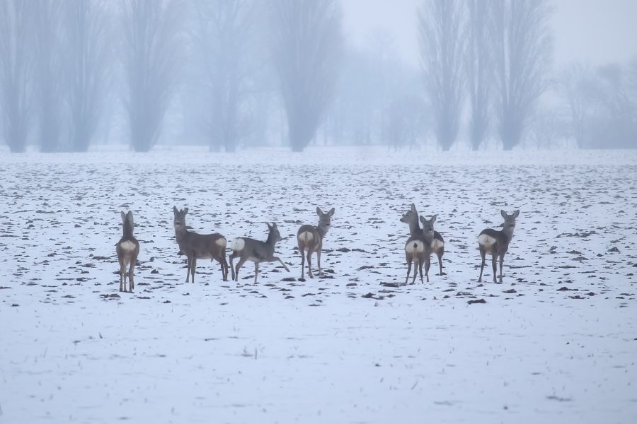 Ein Sprung Rehe auf einem verschneiten Acker. (Foto: Hans Benn).