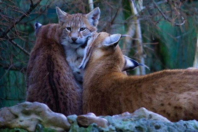 Luchs-Nachwuchs im Reinhardswald