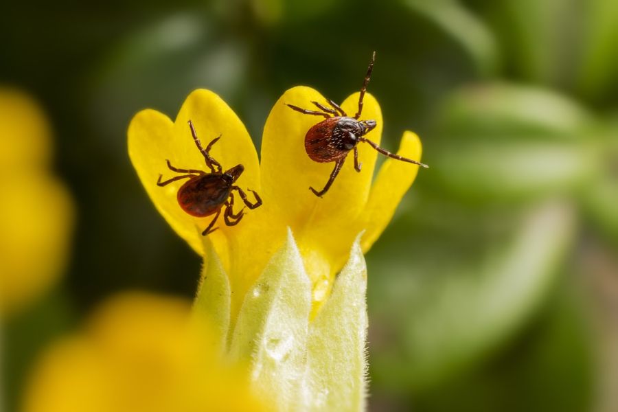 Zwei Zecken auf einer Blüte. (Symbolbild: Erik Karits)
