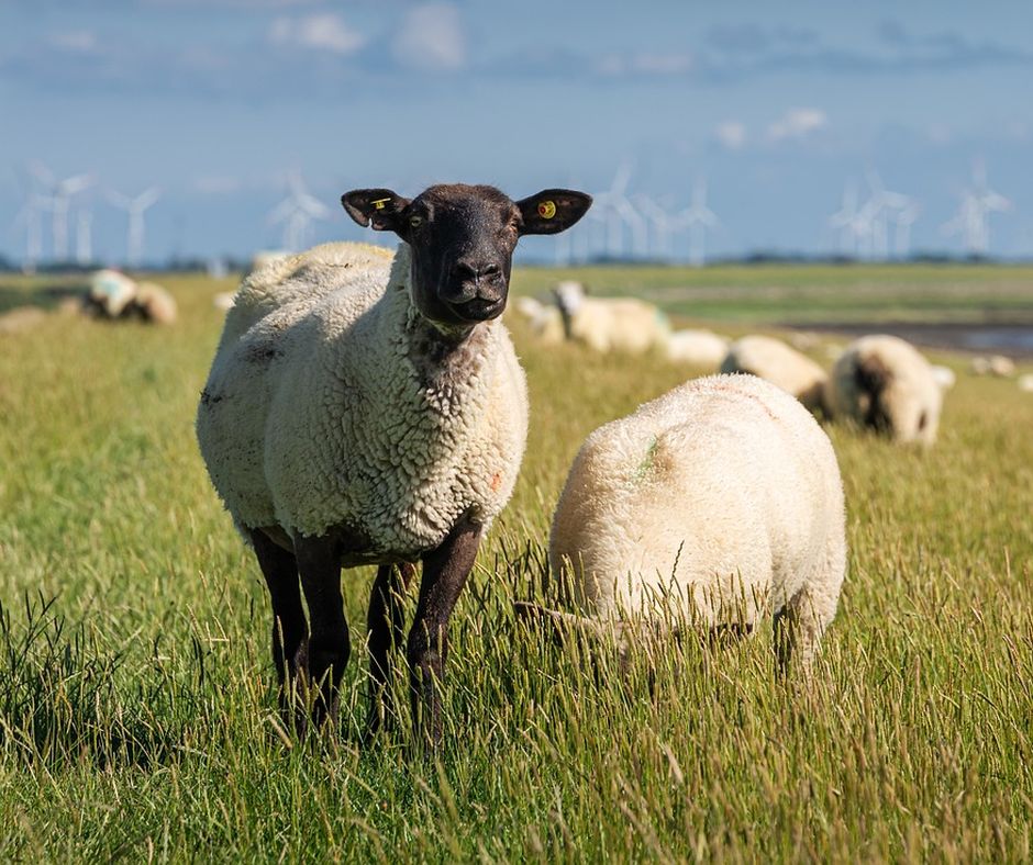 Schafe auf einer Weide im Norden. (Symbolbild: Sven Lachmann)