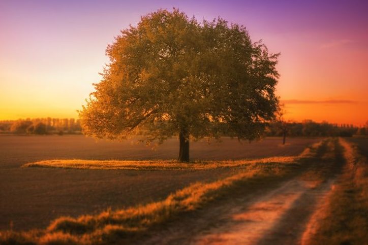 Ein Baum neben einem Feldweg bei Sonnenuntergang. (Symbolbild: Holger Feulner)