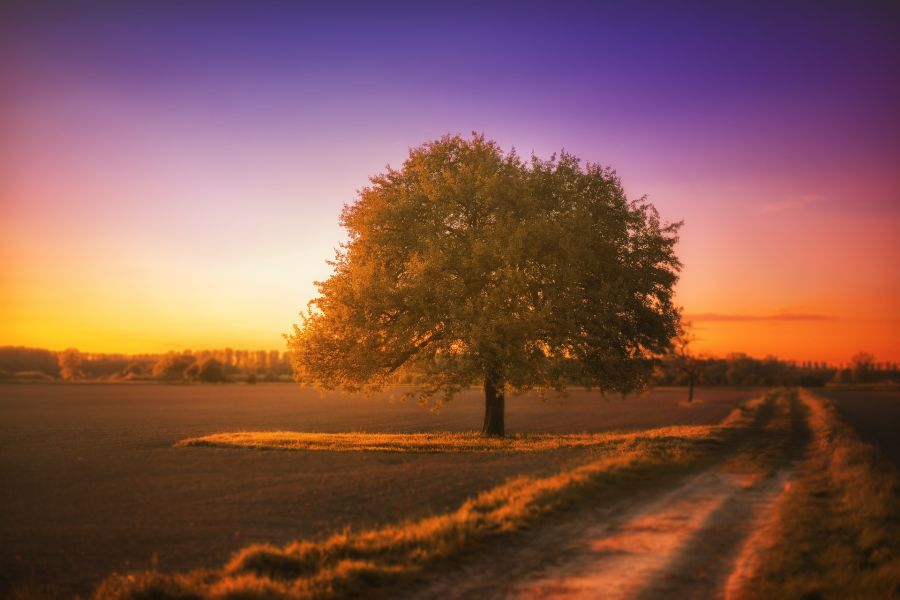 Ein Baum neben einem Feldweg bei Sonnenuntergang. (Symbolbild: Holger Feulner)