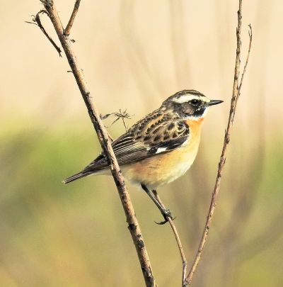 Ein Braunkehlchen. (Foto: Kathy Büscher)