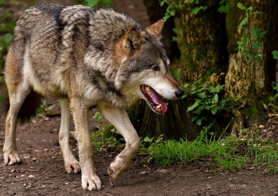 Ein Wolf. (Symbolbild: Alexas_Fotos)