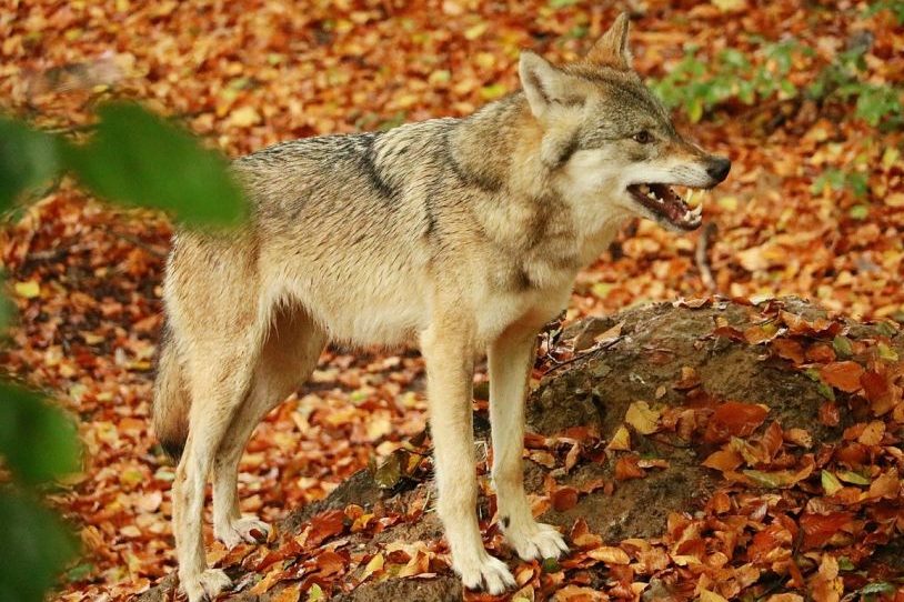 Ein Wolf im Wald. (Symbolbild: Thomas Wilken)
