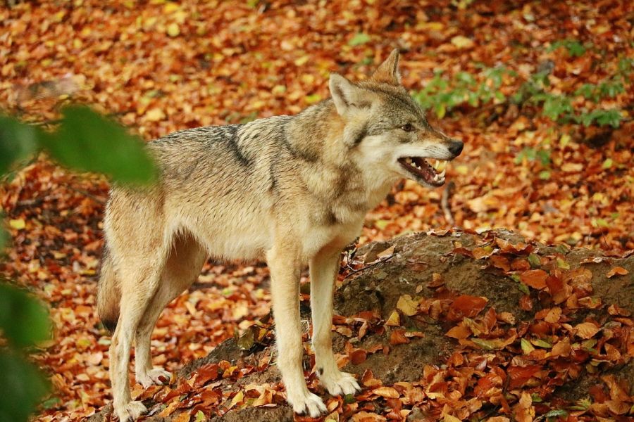 Ein Wolf im Wald. (Symbolbild: Thomas Wilken)