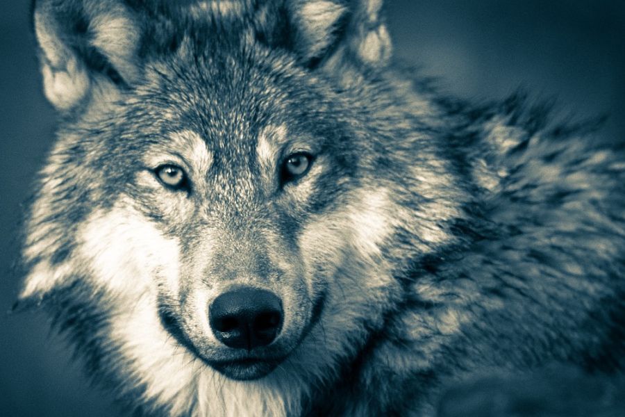 Ein Wolf. (Symbolbild: mohamed_hassan)