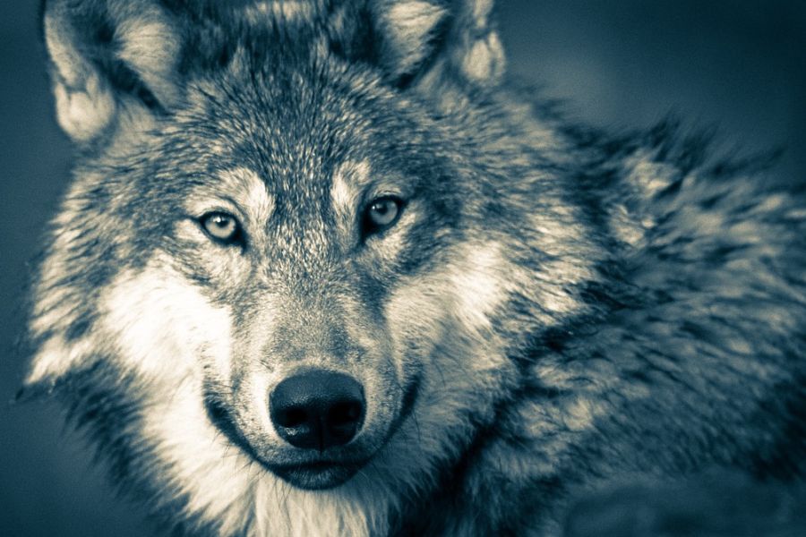 Wolfslizenzjagd 2023: Obduktionsergebnisse liegen vor