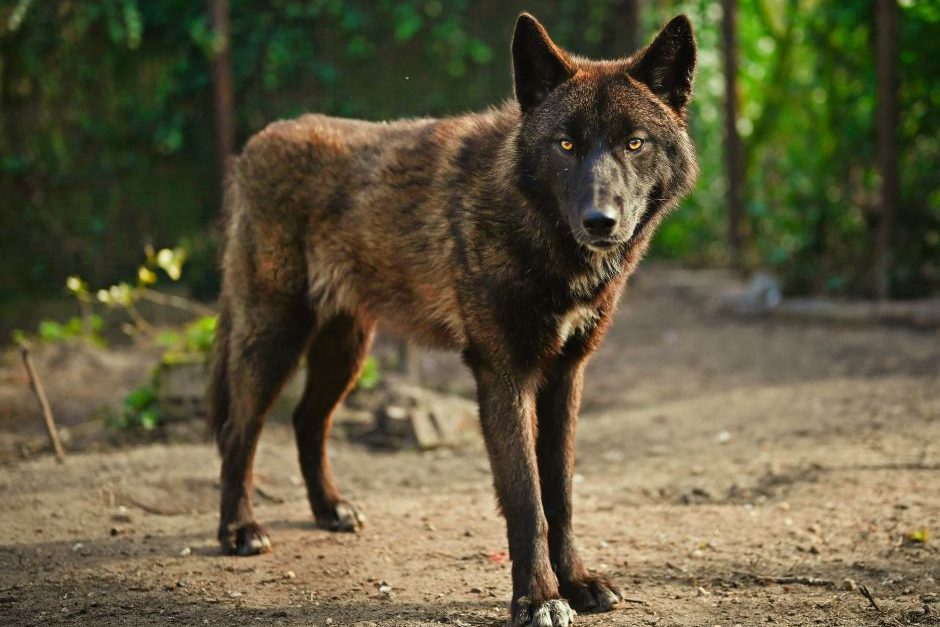 Ein Wolfshybrid (Symbolbild: Zethian)