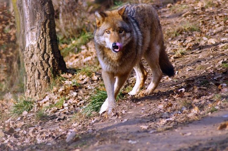 Ein Wolf. (Symbolbild: Károly Megyeri)