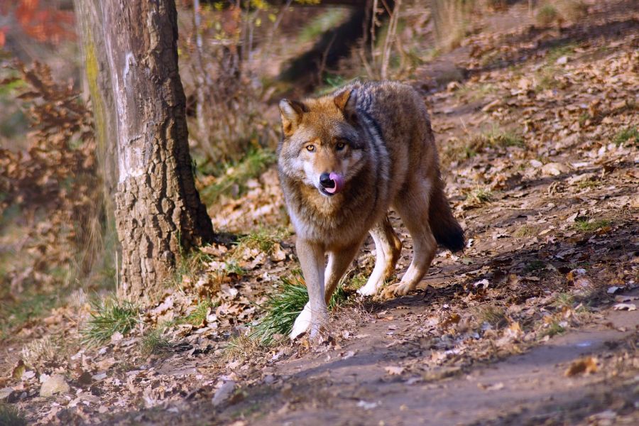 Ein Wolf. (Symbolbild: Károly Megyeri)