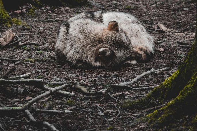 Ein Wolf, der auf dem Waldboden liegt. (Symbolbild: Alexa)