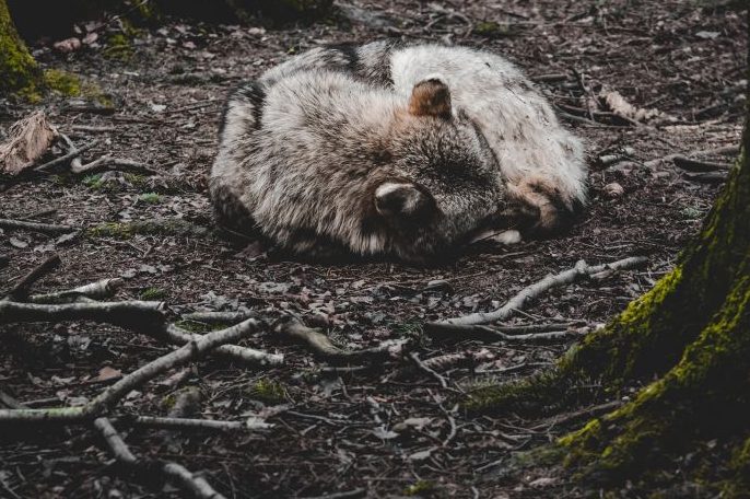 Toter Wolf bei Burg gefunden