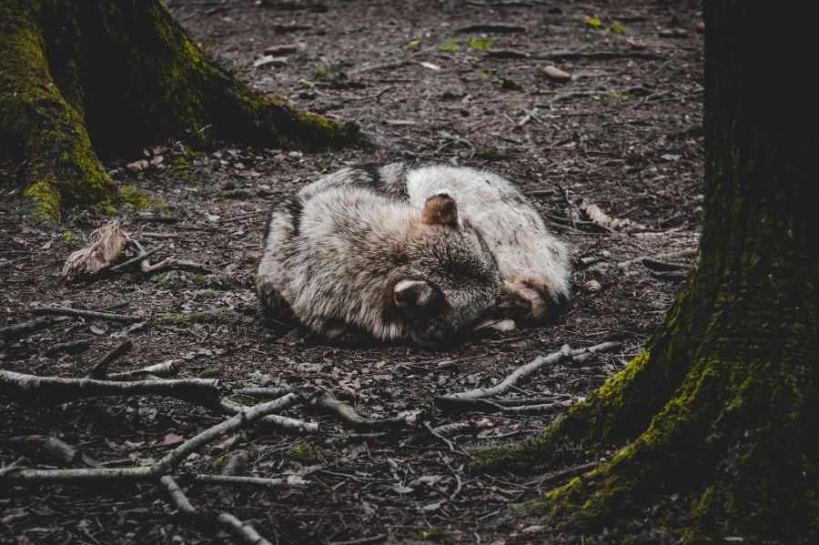 Ein Wolf, der auf dem Waldboden liegt. (Symbolbild: Alexa)