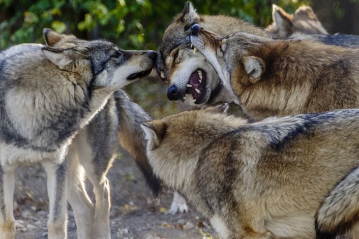 Günstiger Erhaltungszustand längst erreicht: Wolf nicht mehr bedroht, sondern zu Bedrohung geworden