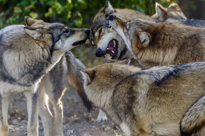 Günstiger Erhaltungszustand längst erreicht: Wolf nicht mehr bedroht, sondern zu Bedrohung geworden