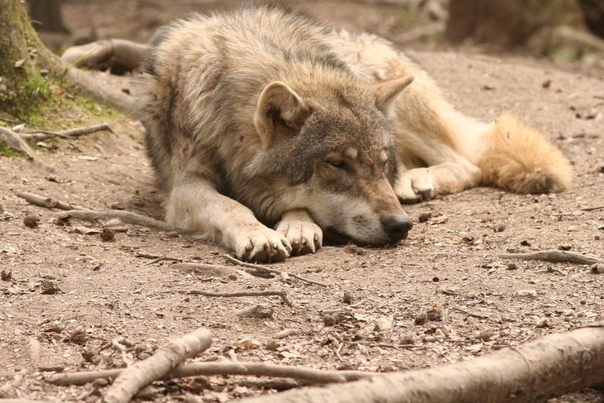 Toter Wolf bei Gifhorn auf Pendlerparkplatz gefunden