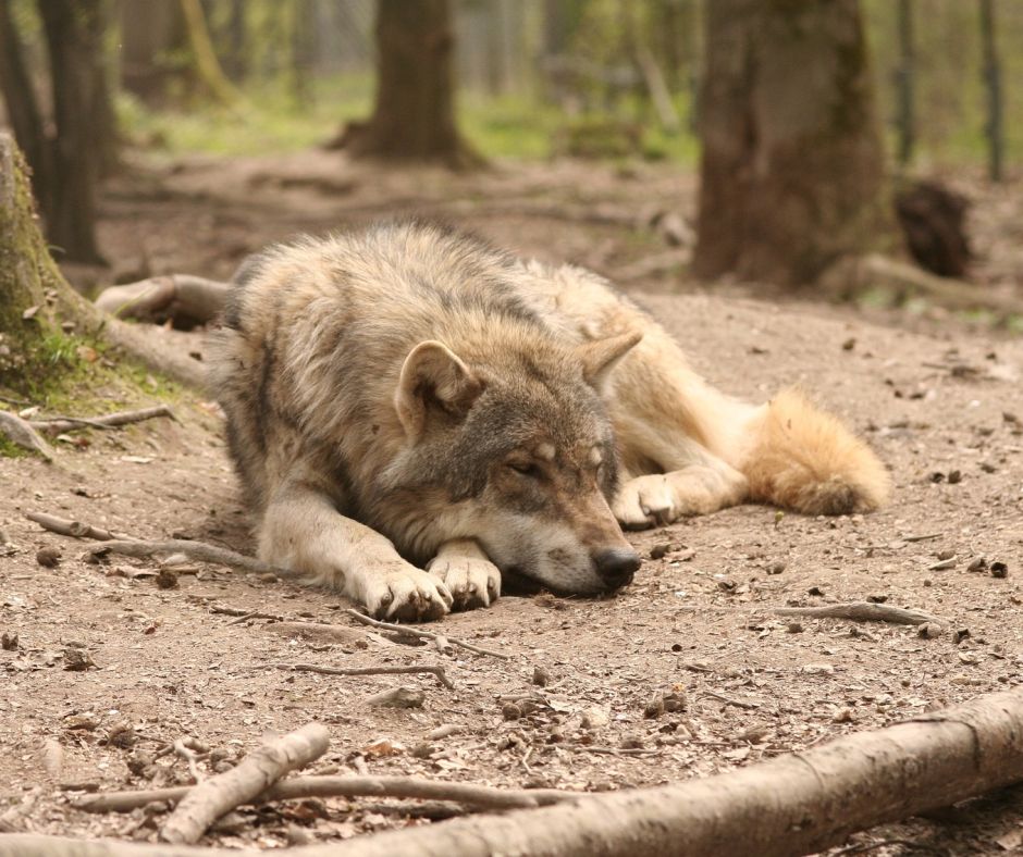 Ein auf dem Boden liegender Wolf. (Symbolbild: Andreas Roth)