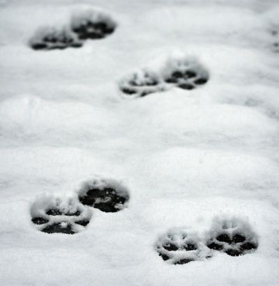 Wolfsspuren im Schnee. (Symbolbild: Artur Pawlak)