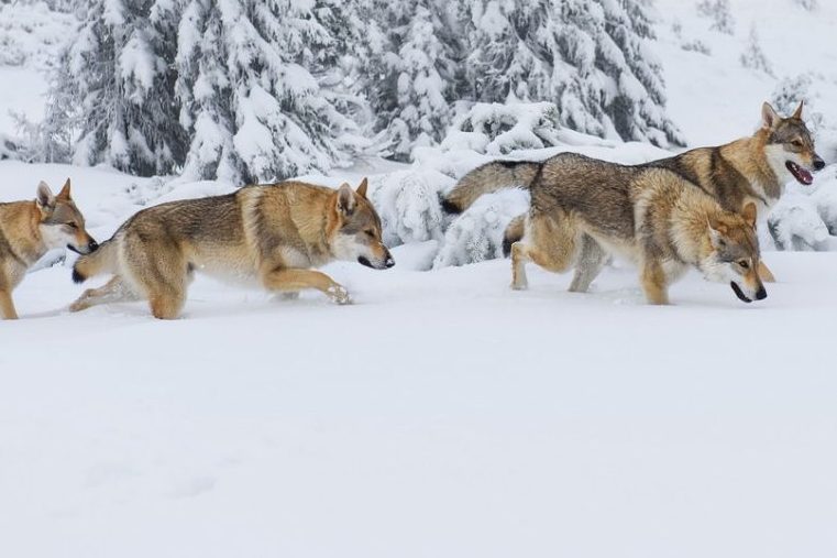 Vier Wölfe im Schnee. (Symbolbild: iStock/Johny87)