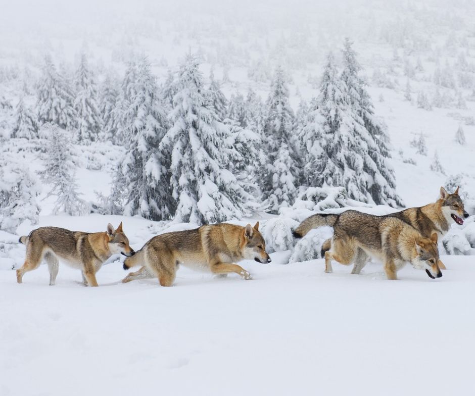 Vier Wölfe im Schnee. (Symbolbild: iStock/Johny87)