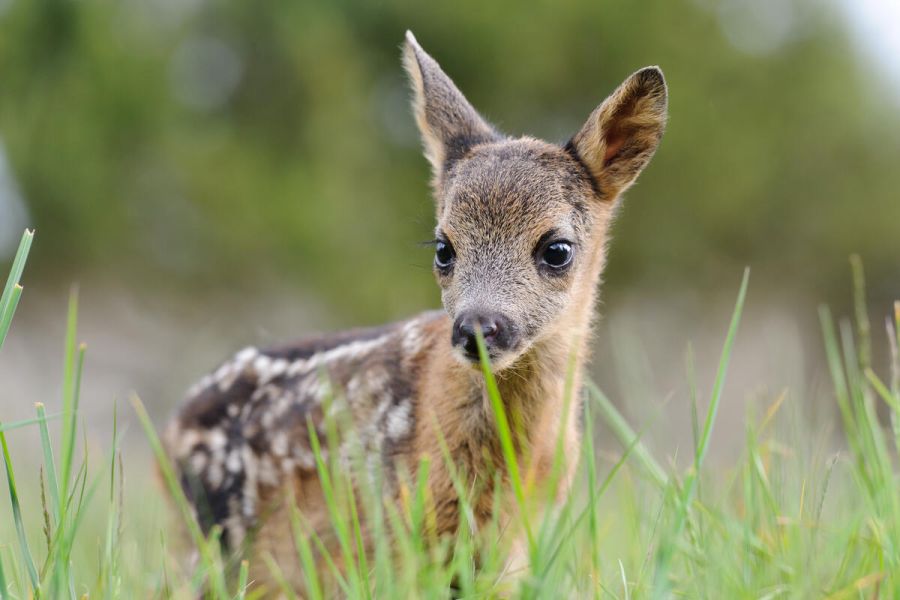 Tierkinder bitte nicht anfassen, der menschliche Geruch macht sie sonst zu Waisen. (Quelle: Rolfes/DJV)