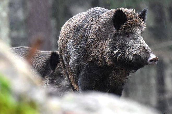 ASP-Risiko für Spreewald derzeit hoch