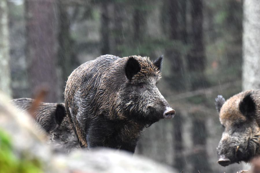 Ein ASP-Ausbruch im Spreewald hätte schwerwiegende Folgen. Jagdverbände appellieren an Osterurlauber und Saisonarbeiter. (Quelle: Bernhardt/DJV)