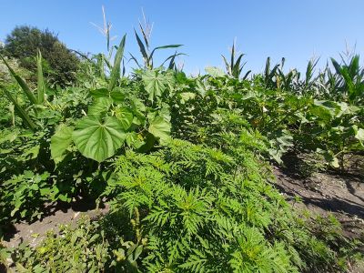 Ein Maisfeld im Burgenland mit dichtem Bestand von Ragweed und der Samtpappel – beides eingeschleppte Unkräuter, die zu erheblichen Ernteausfällen führen. Foto: Franz Essl