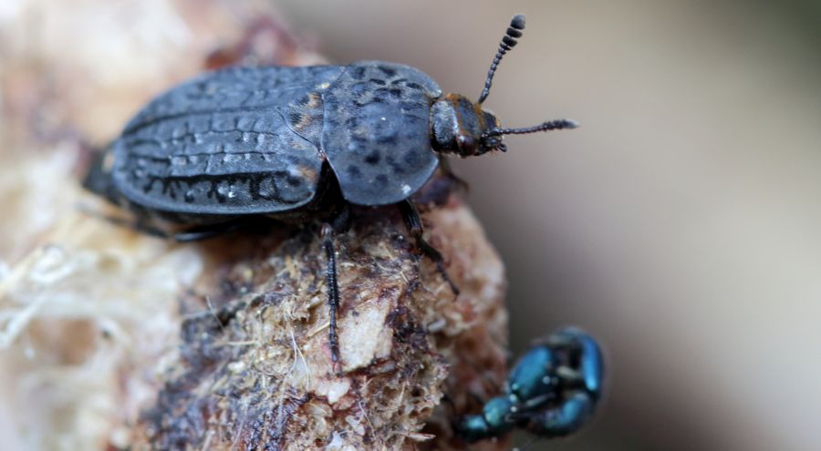 Der Runzelige Aaskäfer (Thanatophilus rugosus) ist regelmäßig auf Tierkadavern anzutreffen. (Foto: Andreas Marten)