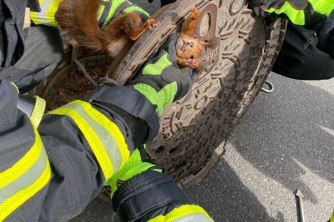 Eichhörnchen aus Gullydeckel gerettet