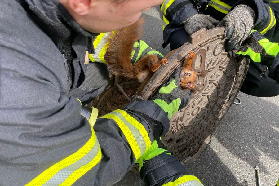 Feuerwehrmänner haben den Gullydeckel angehoben und befreien das Eichhörnchen. (Foto: Feuerwehr Dortmund)