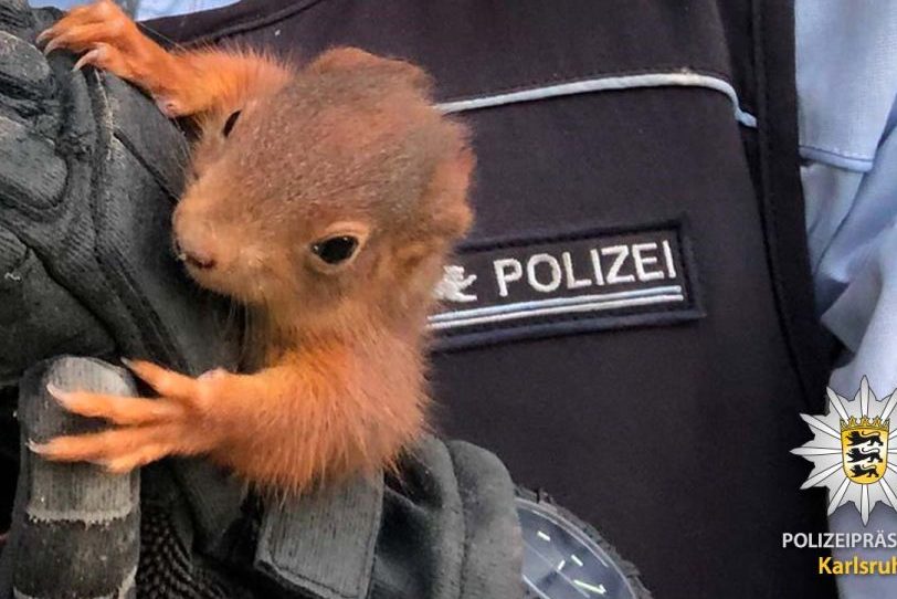 Tierischer Einbrecher auf frischer Tat ertappt